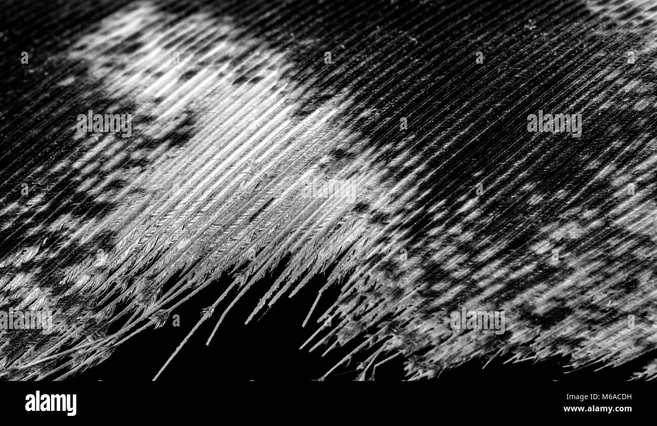 Close-up of a wild turkey (Meleagris) feather Stock Photo