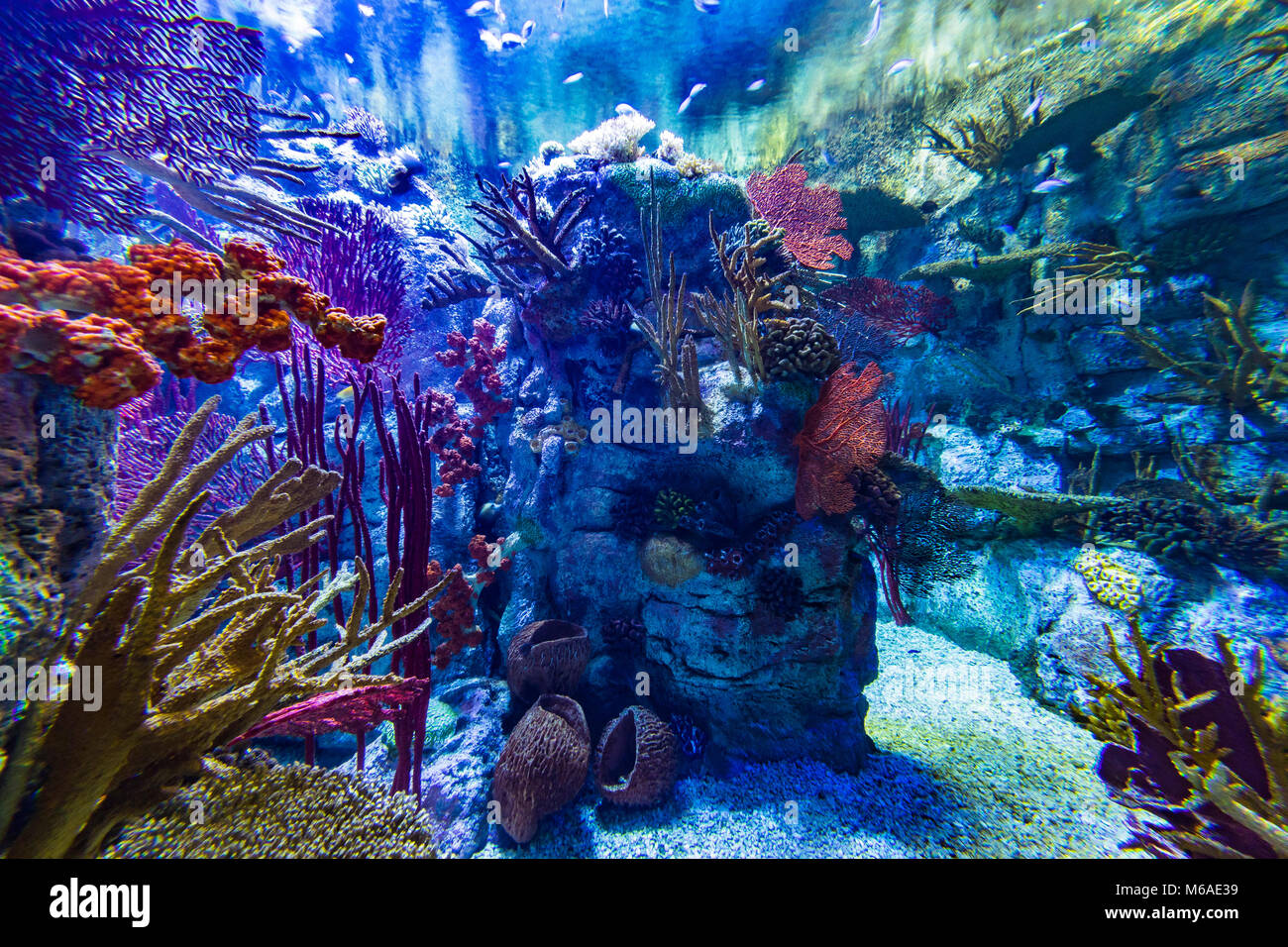 birch aquarium exhibit Stock Photo Alamy