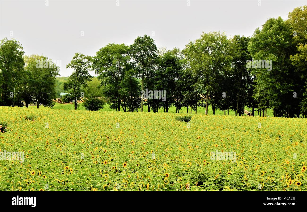 Sunflower Fields in Connecticut Stock Photo Alamy