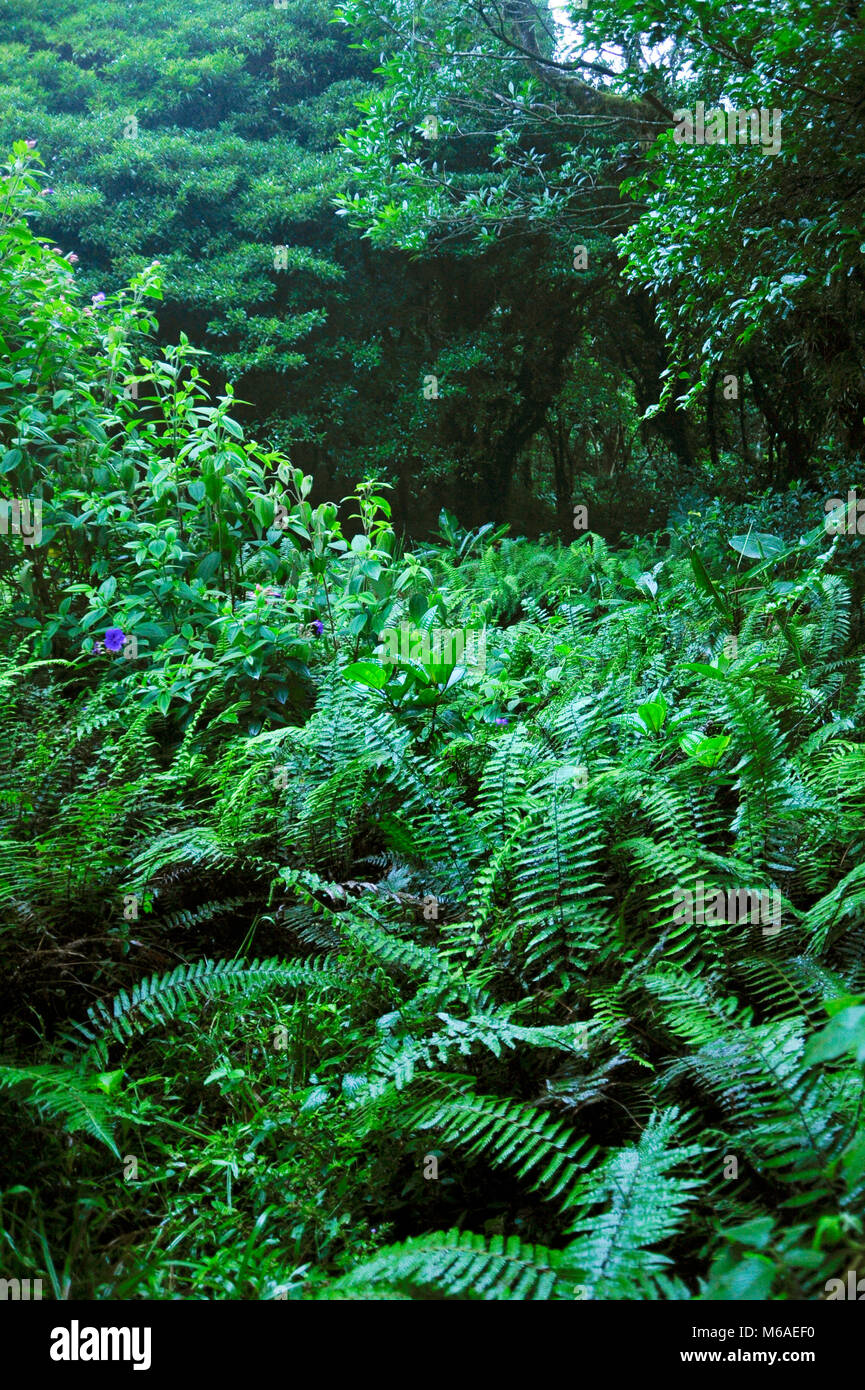 Bosque Caricias is a private ecological reserve, located in Concepción de San Isidro de Heredia, offering 4 kilometres of trails in primary forest. Stock Photo