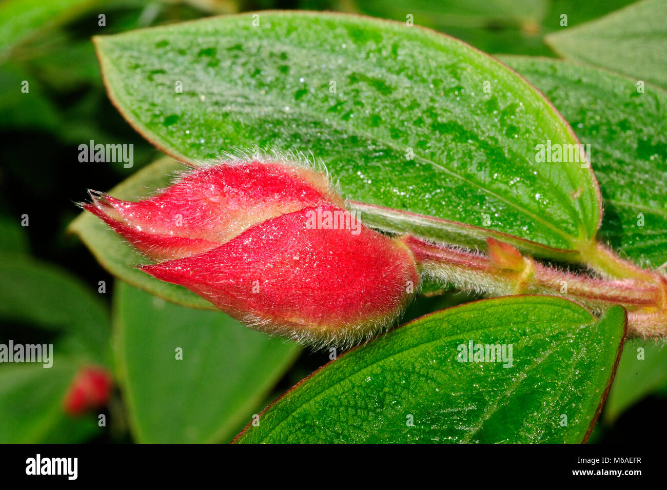 This deep red Melastoma Candidum bud is a Melastomataceae (alternatively Melastomaceae), a taxon of flowering plants found mostly in the tropics. Stock Photo