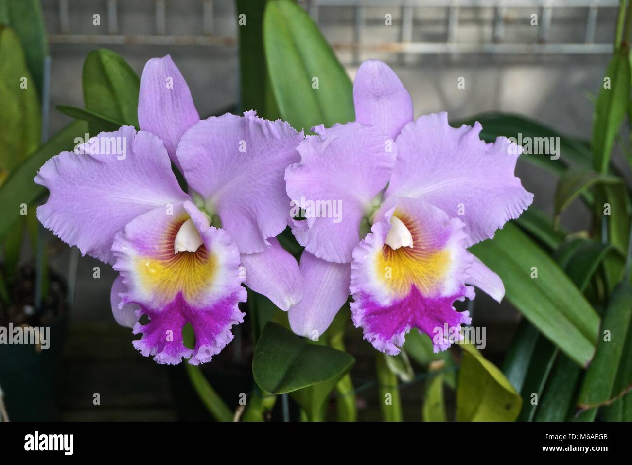 Cattleya Orchids. Multicolor orchids of pink, yellow, and purple. Stock Photo