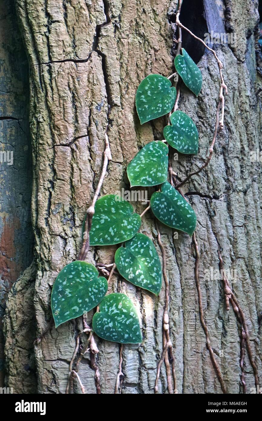 Silver Philodendron Scindapsus Pictus Argyraeus Vine Growing On A Tree Trunk Stock Photo Alamy