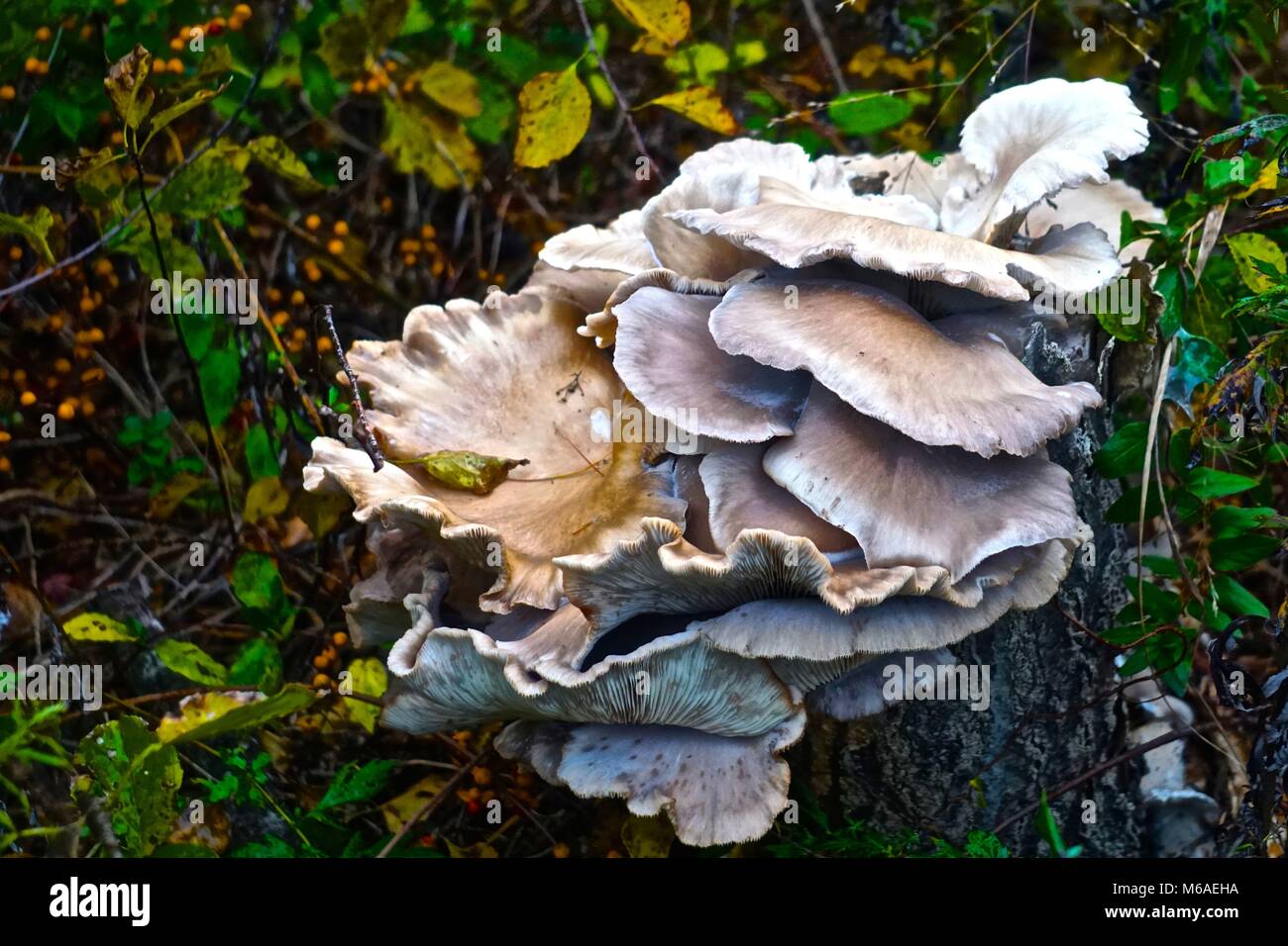 A large cluster of white mushrooms growing on a decaying tree stump