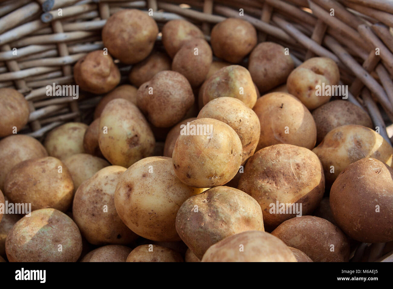 Wicker basket of potatoes sits on sale at local farmers market. Stock Photo