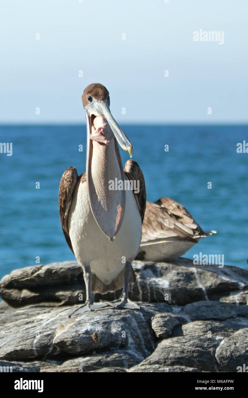 California Brown Pelican inflating air sac to display tongue at Punta Lobos in Baja California Mexico BCS Stock Photo