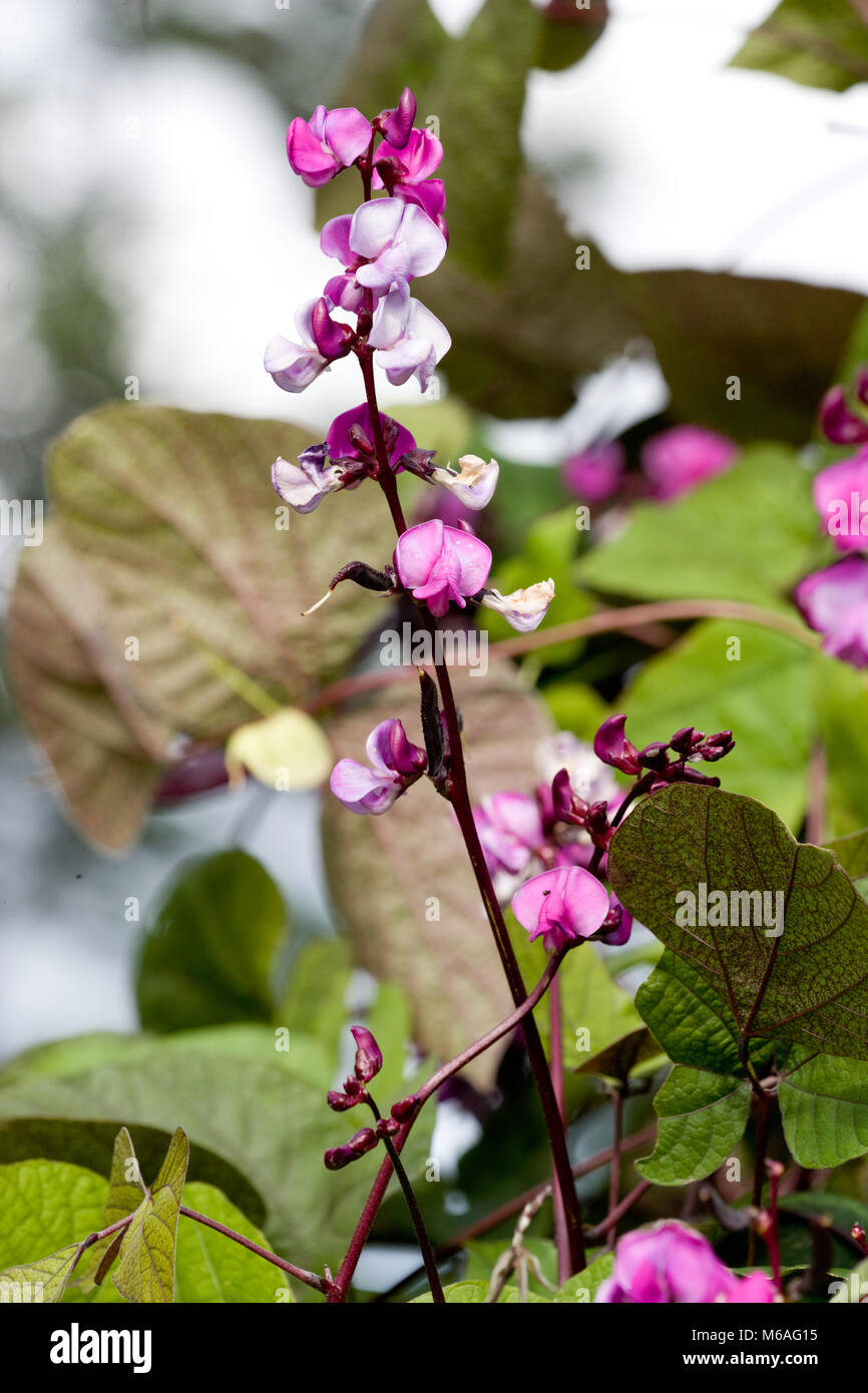 Hyacinth bean, Hjälmböna (Lablab purpureus Stock Photo - Alamy