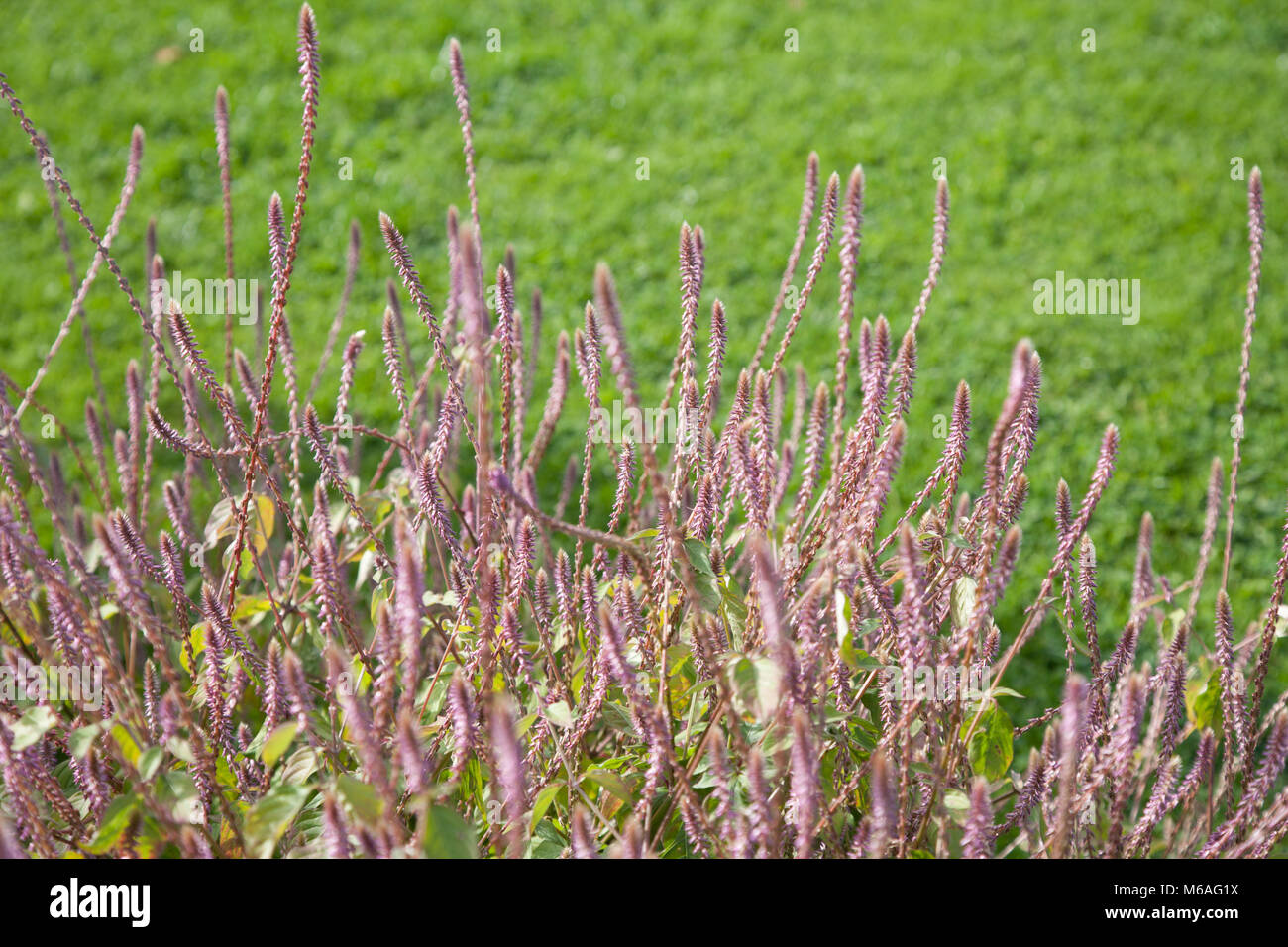 Devils horsewhip hires stock photography and images Alamy