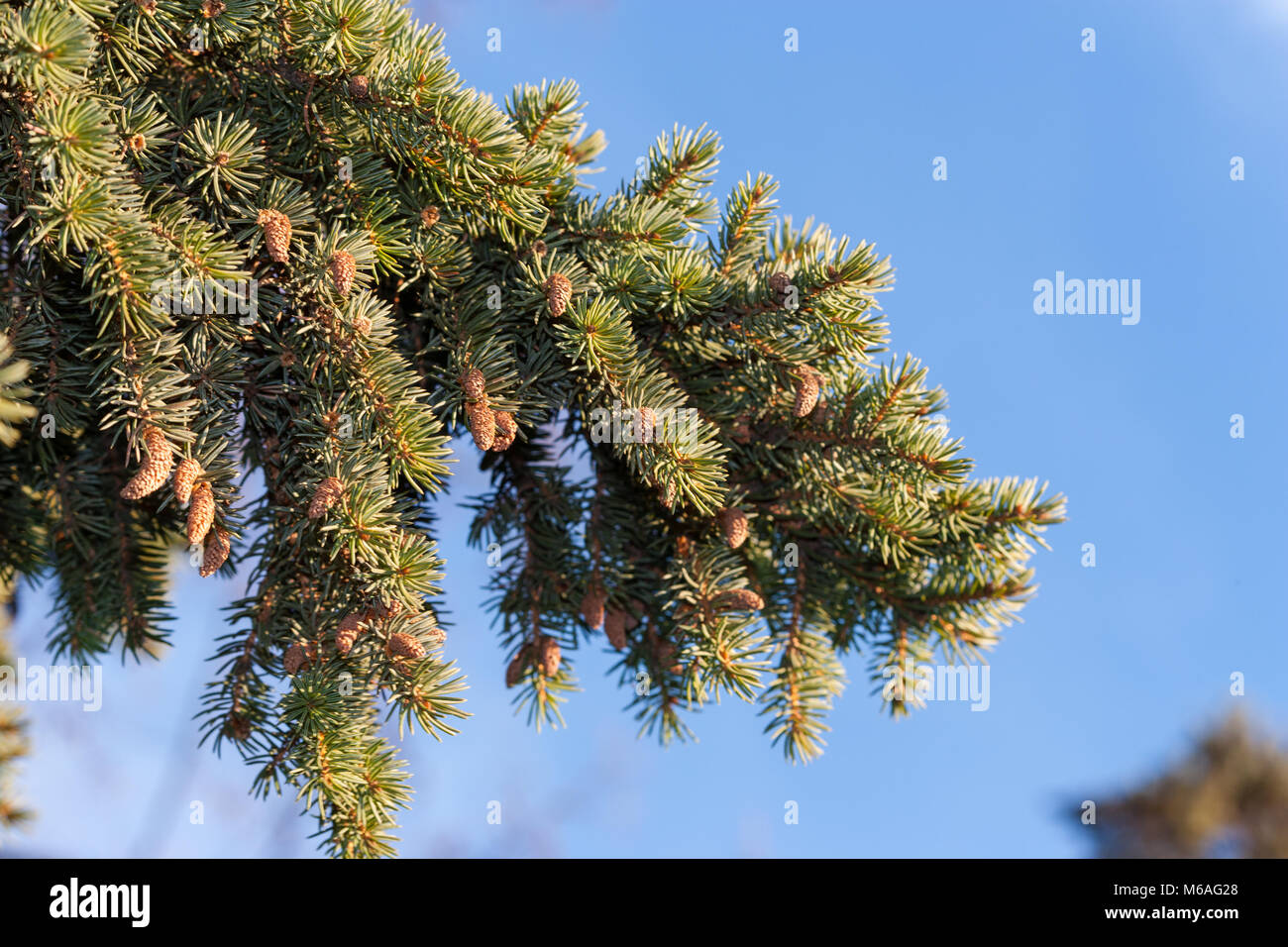 Veitch's silver fir, Fujigran (Abies veitchii) Stock Photo