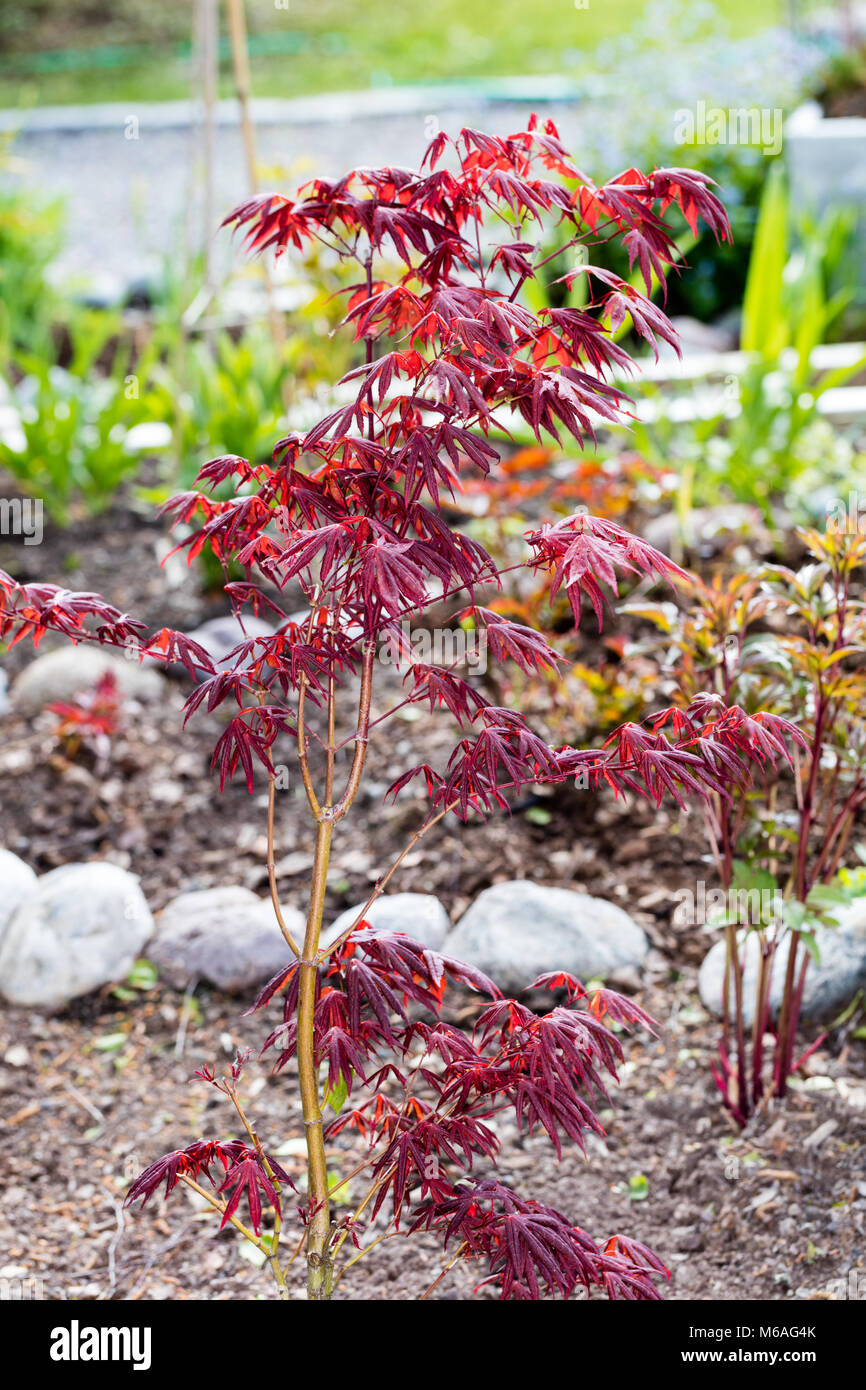 'Atropurpureum' Japanese Maple, Japansk lönn (Acer palmatum Stock Photo ...
