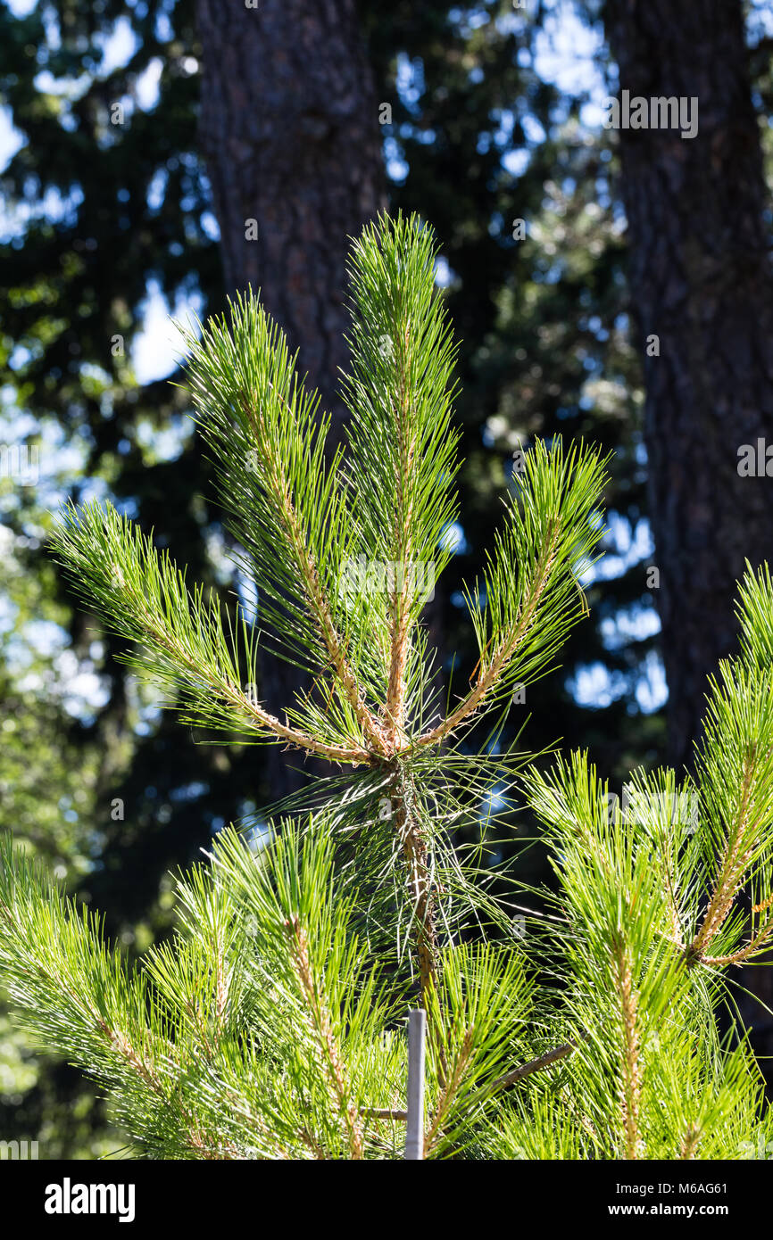 Manchurian red pine, Kinesisk tall (Pinus tabuliformis) Stock Photo