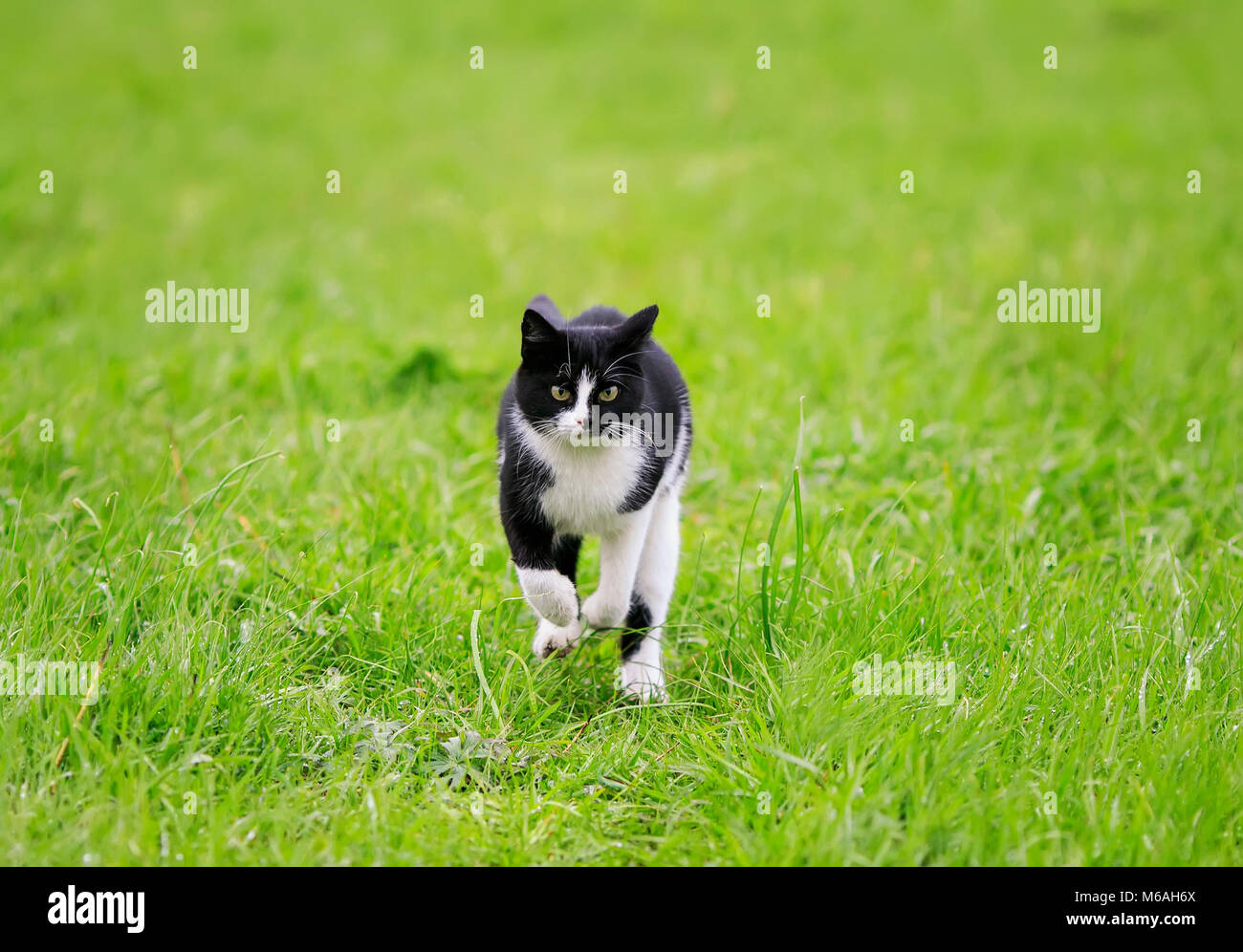 cute funny young cat running fun through a green juicy meadow in spring on a Sunny day Stock Photo Alamy
