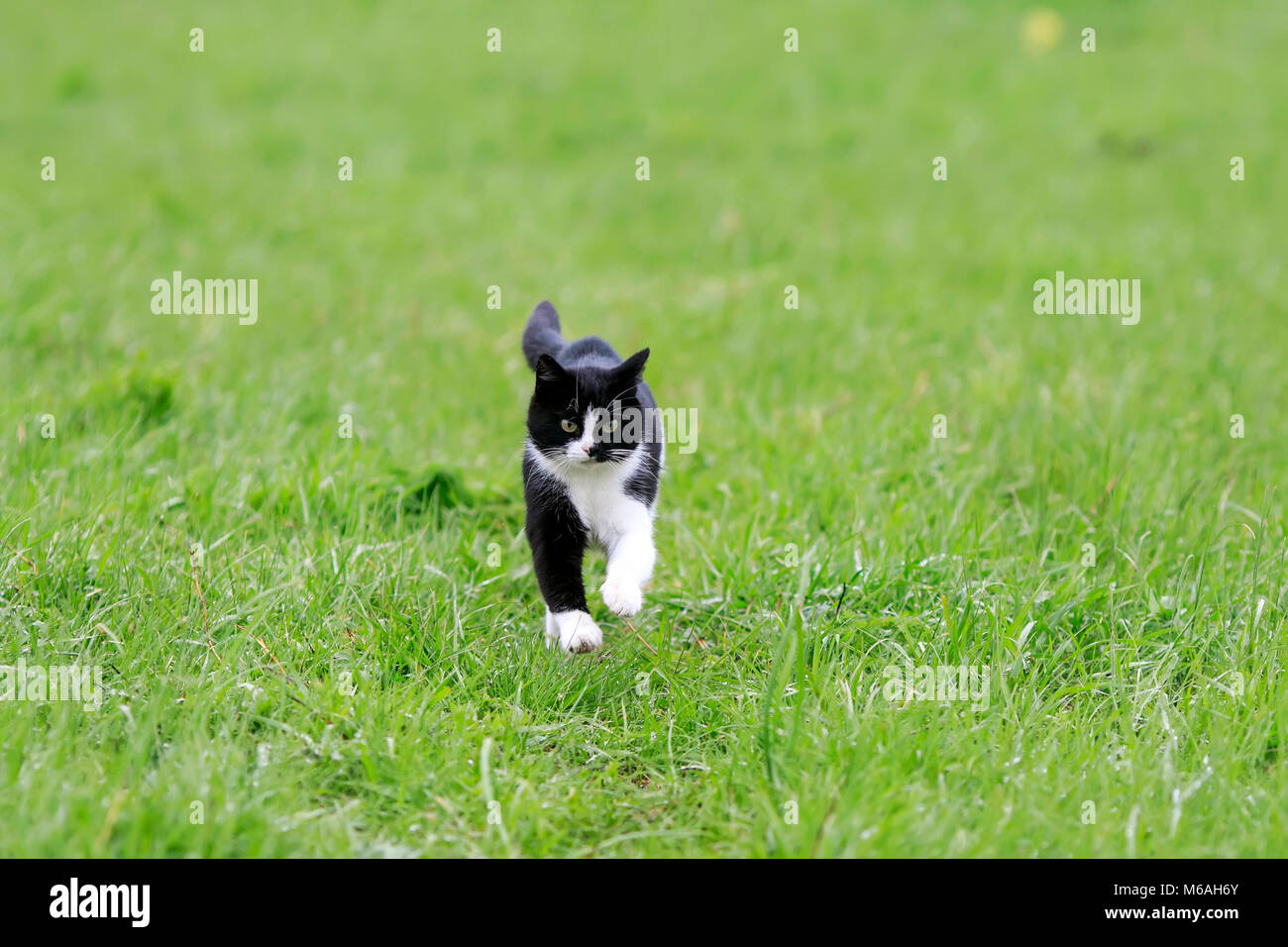 cute young cat running on a green juicy meadow Stock Photo