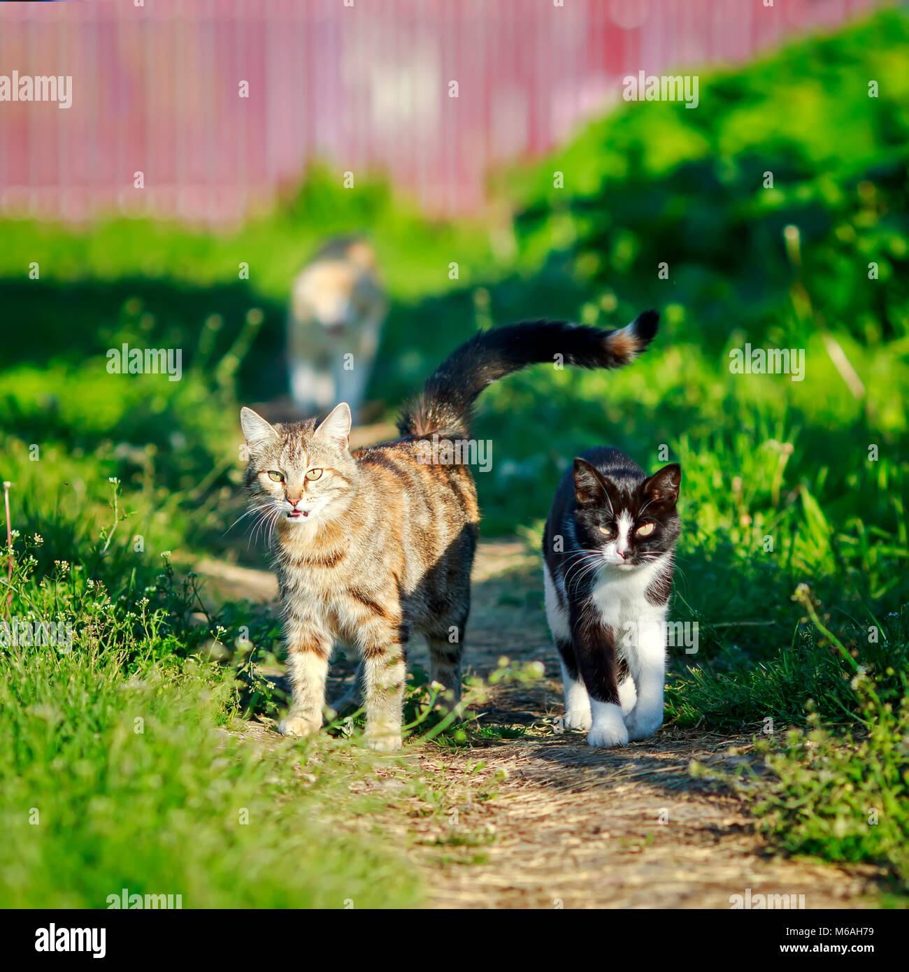 a couple of funny cute cats walking along the path in the spring Sunny garden Stock Photo