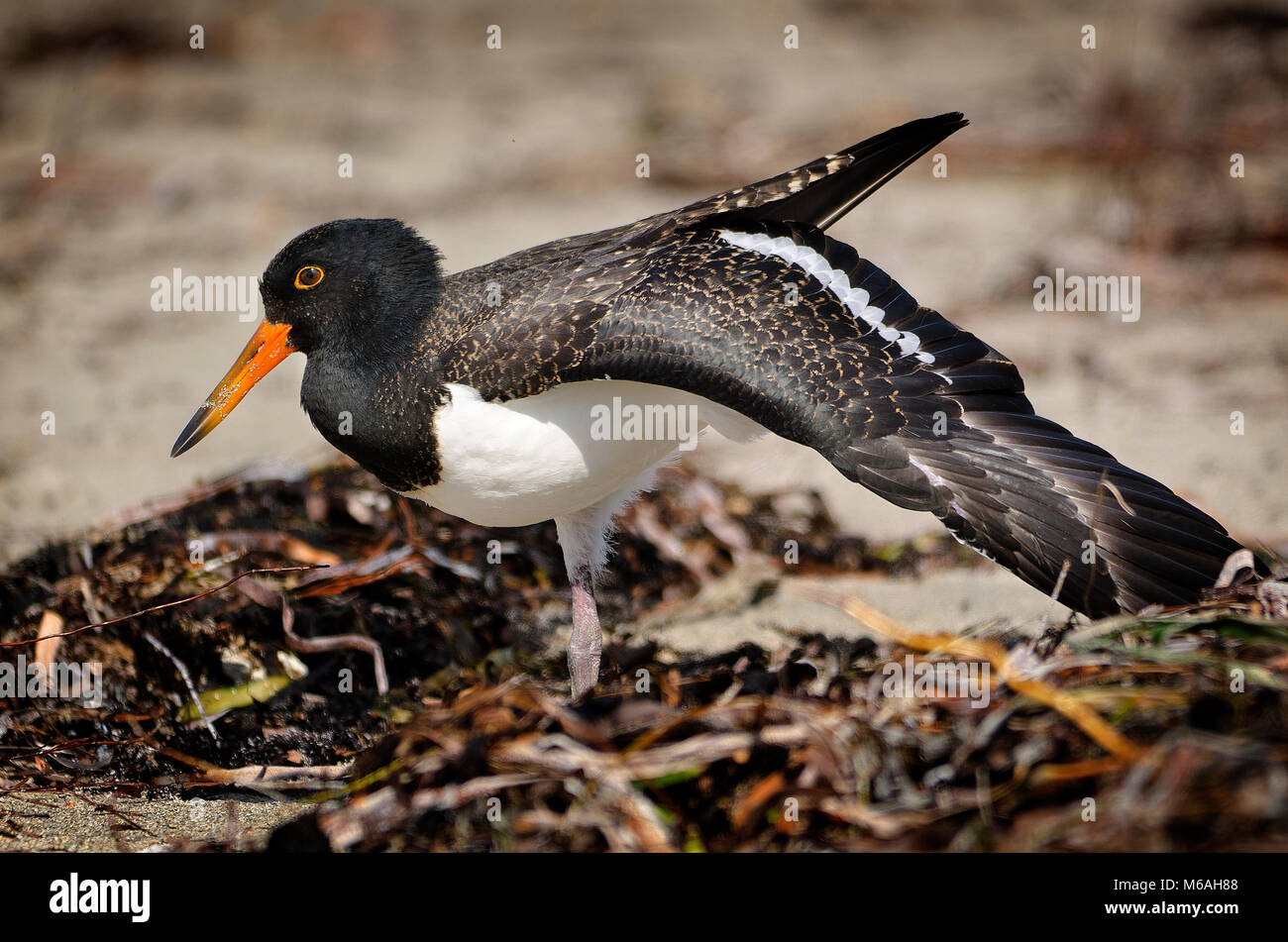 Juvenile Pied oystercatcher (Haematopus longirostris) stretching it's wing on beach near seaweed