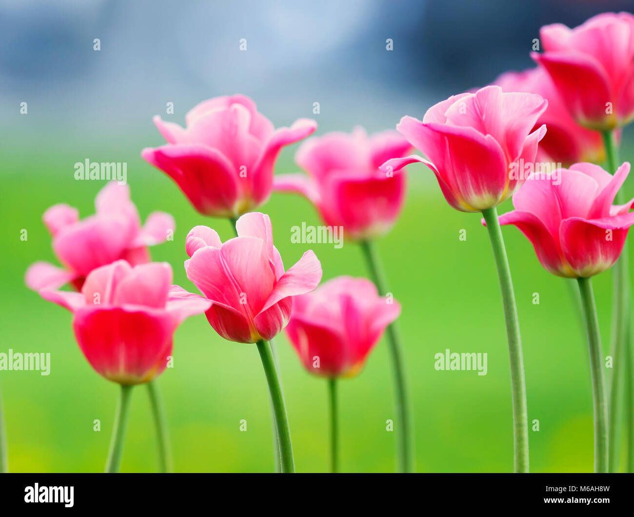 lots of beautiful bright pink flowers and buds of a Tulip blooming in