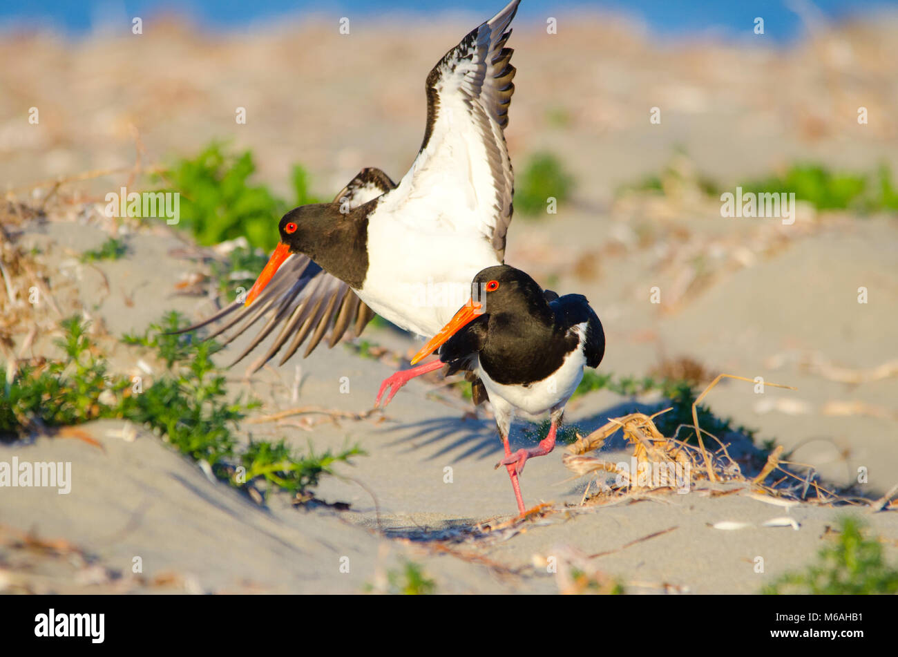 Pied oystercatcher (Haematopus longirostris) mating on sand dunes
