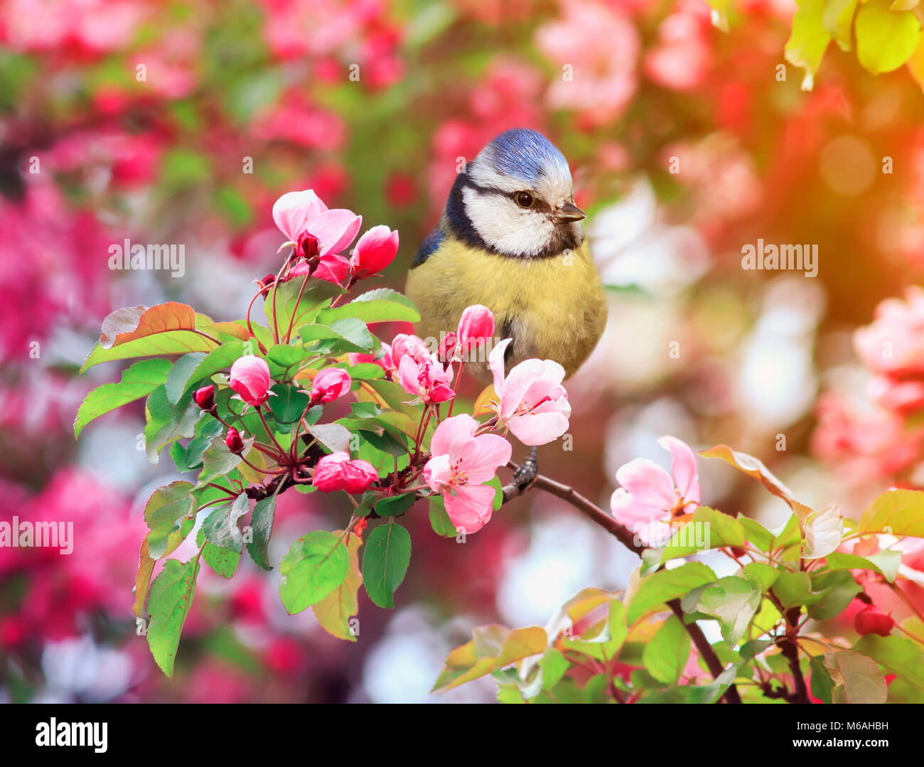 bird titmouse sitting in the garden among the flowering branches of ...