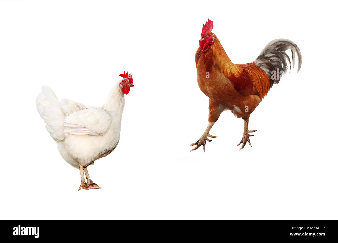 two birds, chicken and a bright red rooster on a white isolated ...