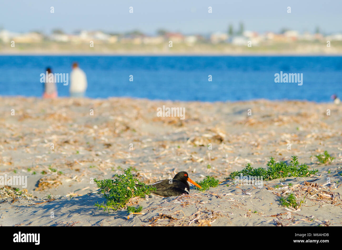 Pied oystercatcher (Haematopus longirostris) sitting on nest in dunes as people walk by. Stock Photo