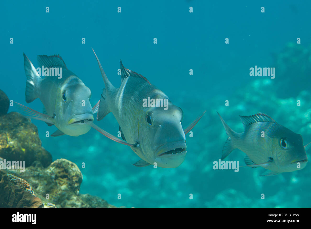 Three Humpnose big-eye bream (Monotaxis grandoculis) are looking at me, Bali, Indonesia Stock Photo