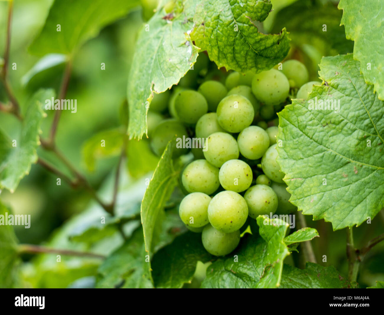 White grapes in vineyard Stock Photo Alamy