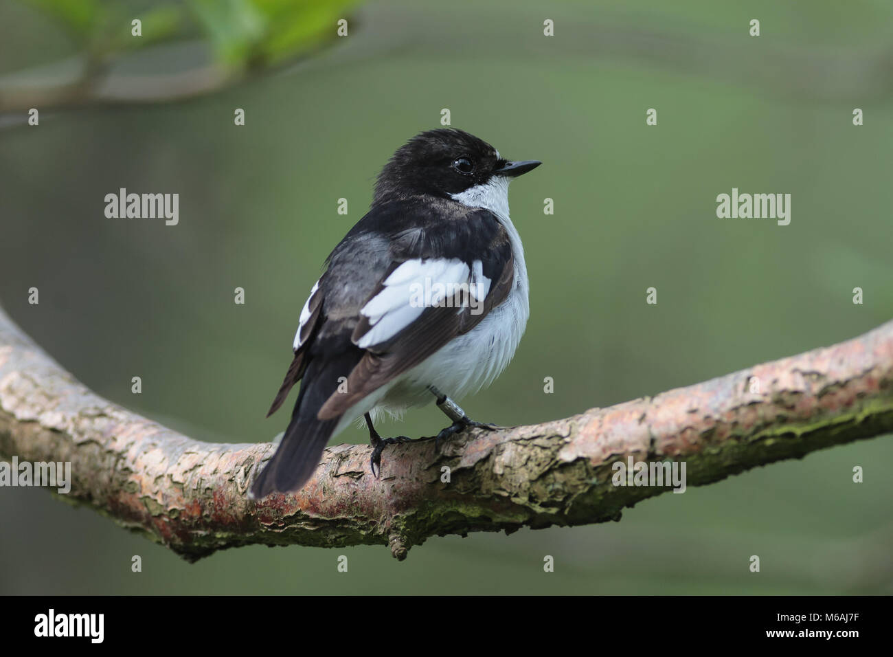 Male Pied Flycatcher, Ficedula hypoleuca, at Coombes Valley RSPB, UK Stock Photo
