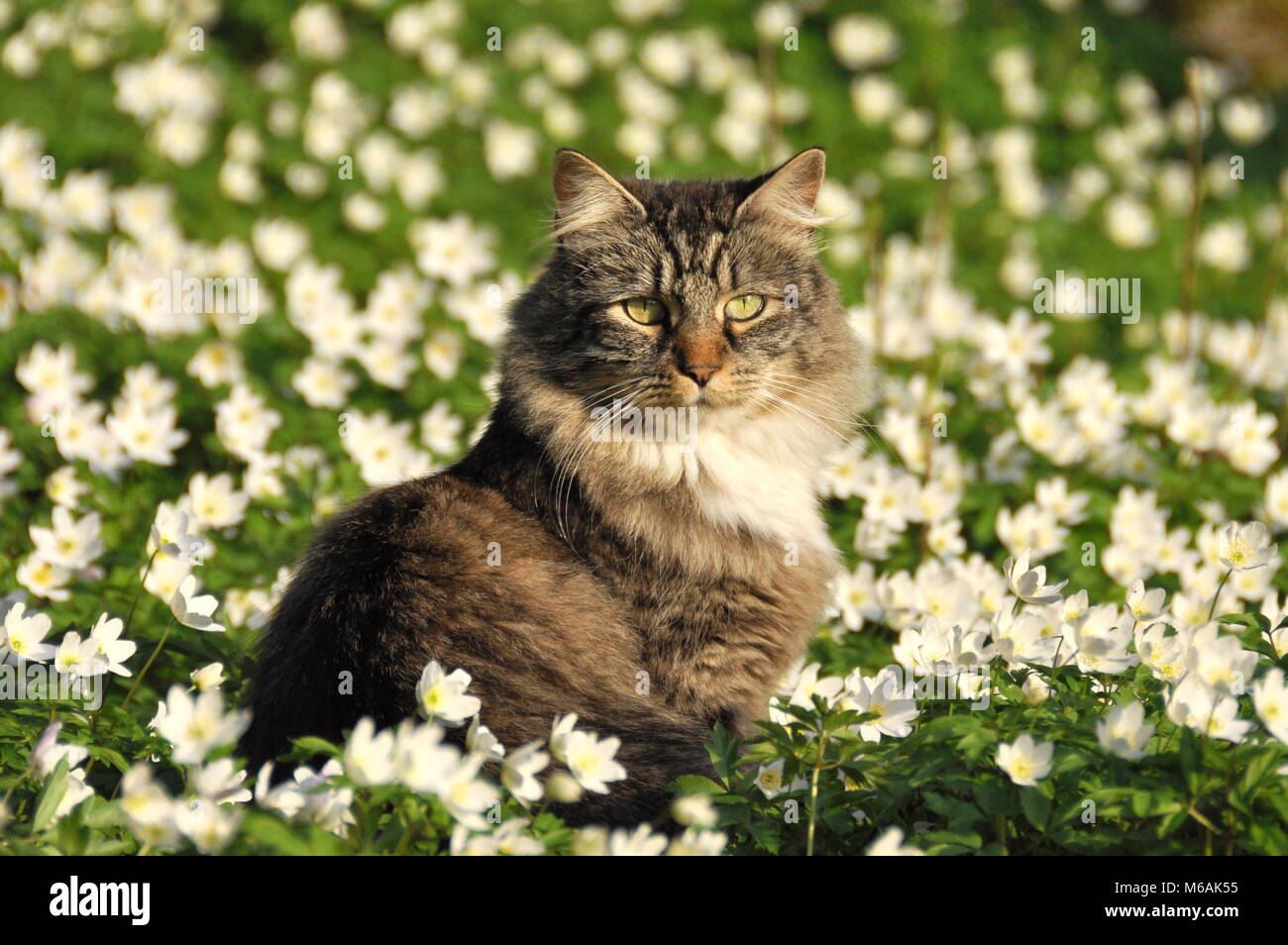 Norwegian forest cat sitting in a field of white anemone Stock Photo