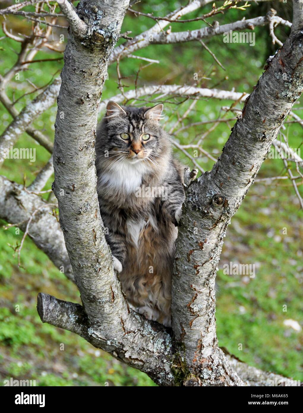 Norwegian forest cat hi-res stock photography and images - Alamy