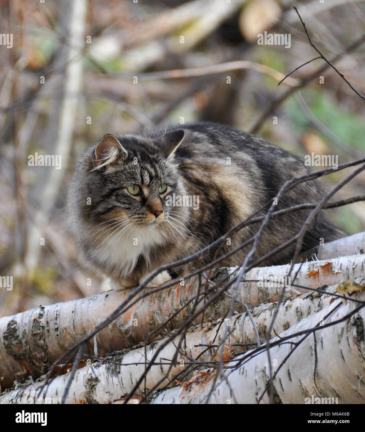 Norwegian forest cat sitting on a pile of logs Stock Photo