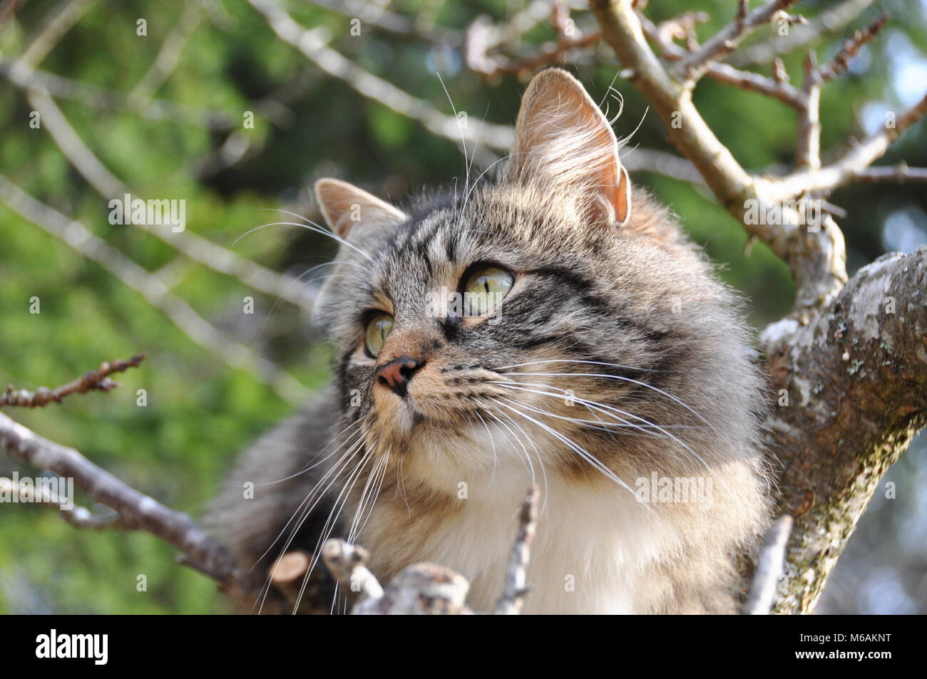 Norwegian forest cat sitting in a tree Stock Photo