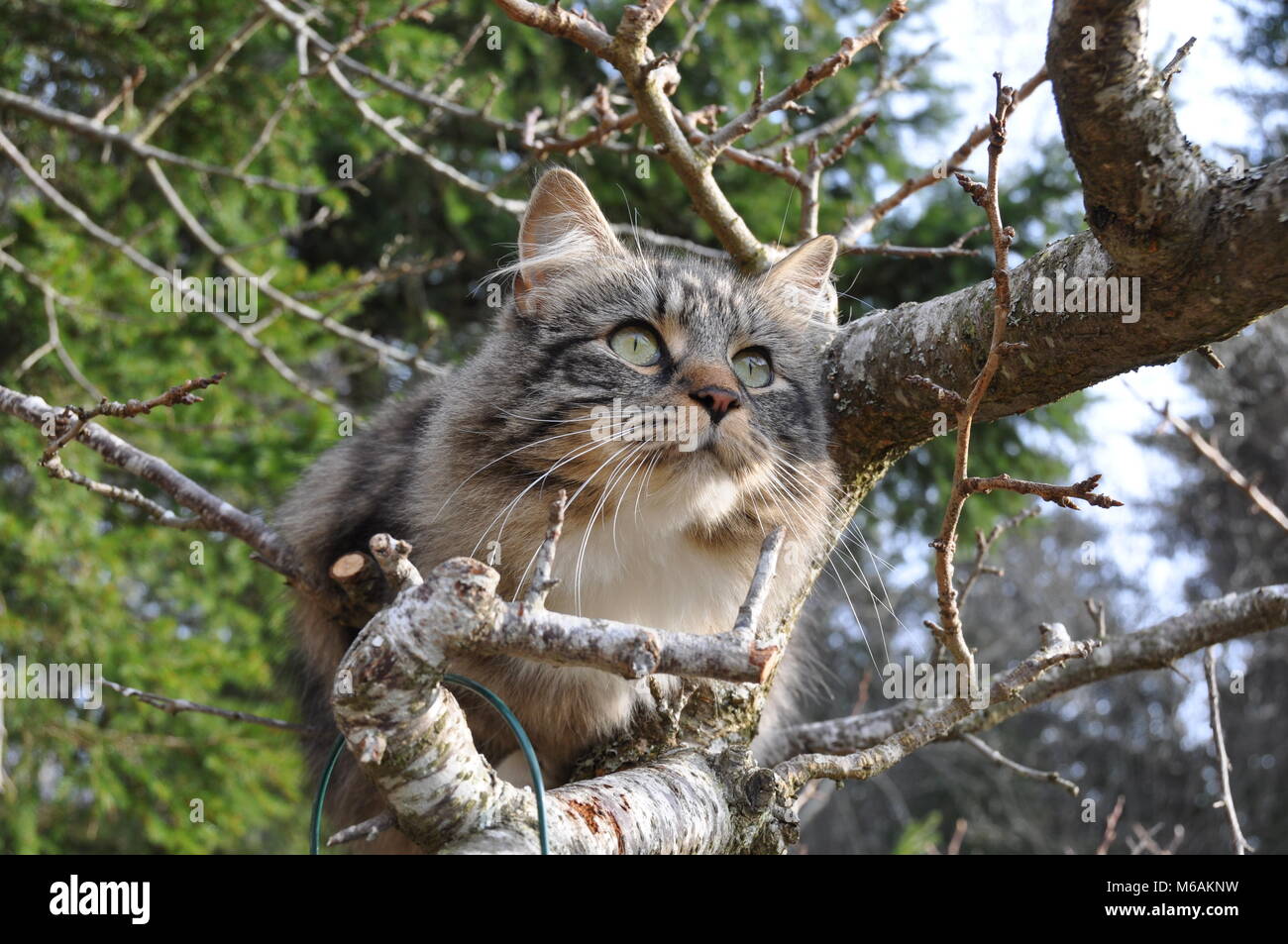 Norwegian forest cat sitting in a tree Stock Photo