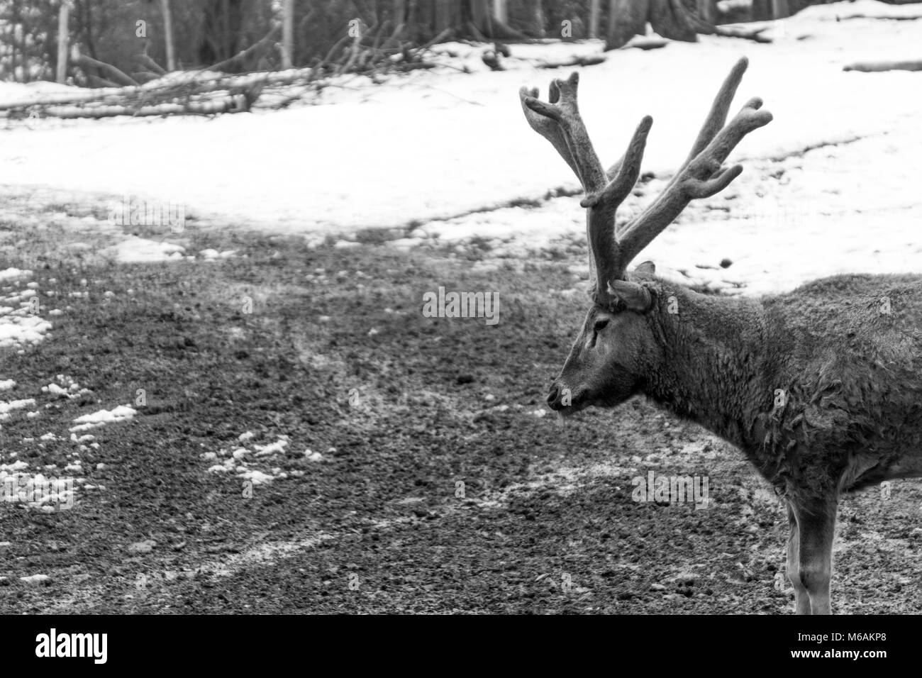 black and white shot of Milu deer on a winter day at an Austrian zoo Stock Photo