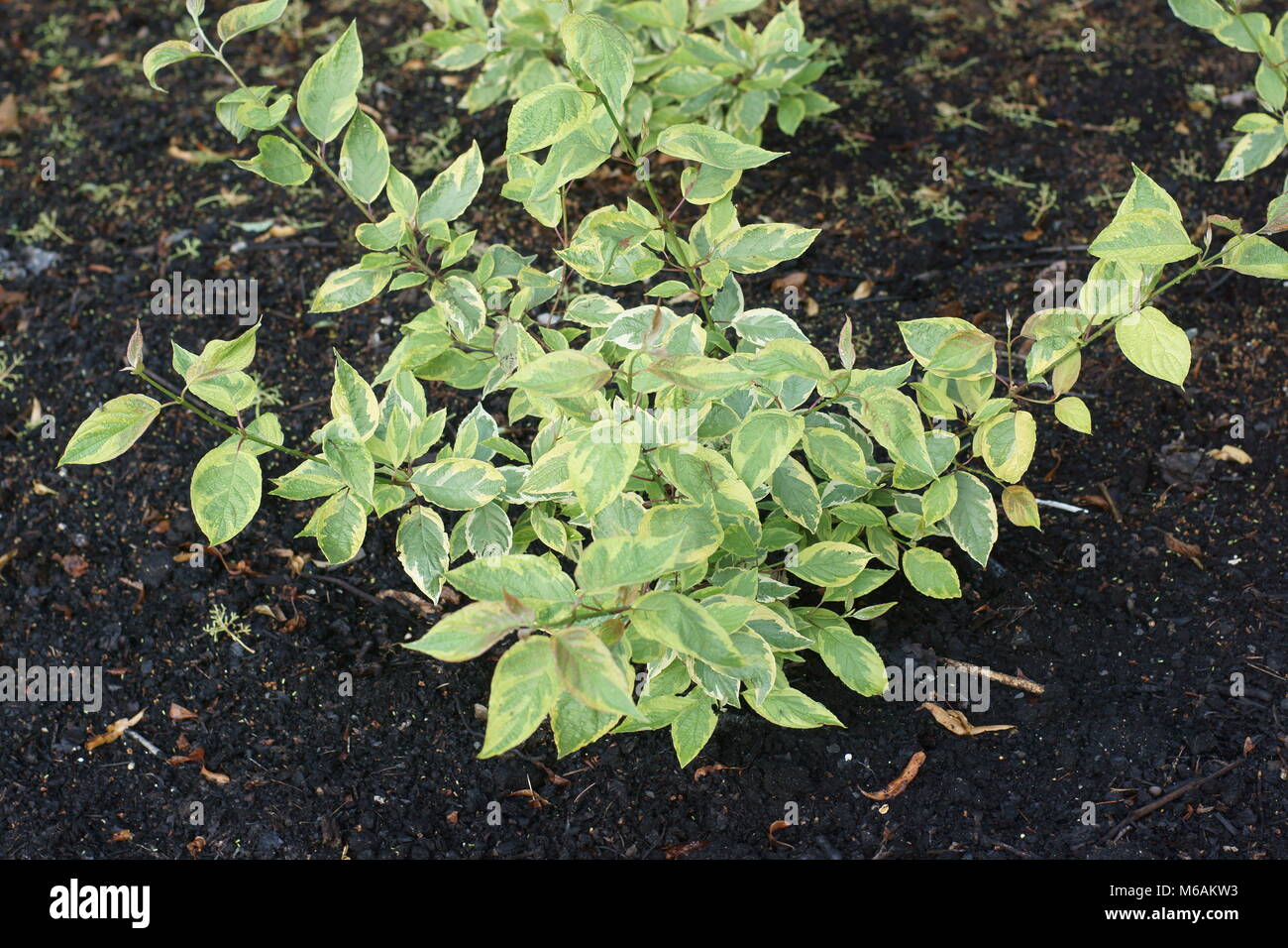 The variegated leaves of Cornus alba 'Spaethii' Stock Photo