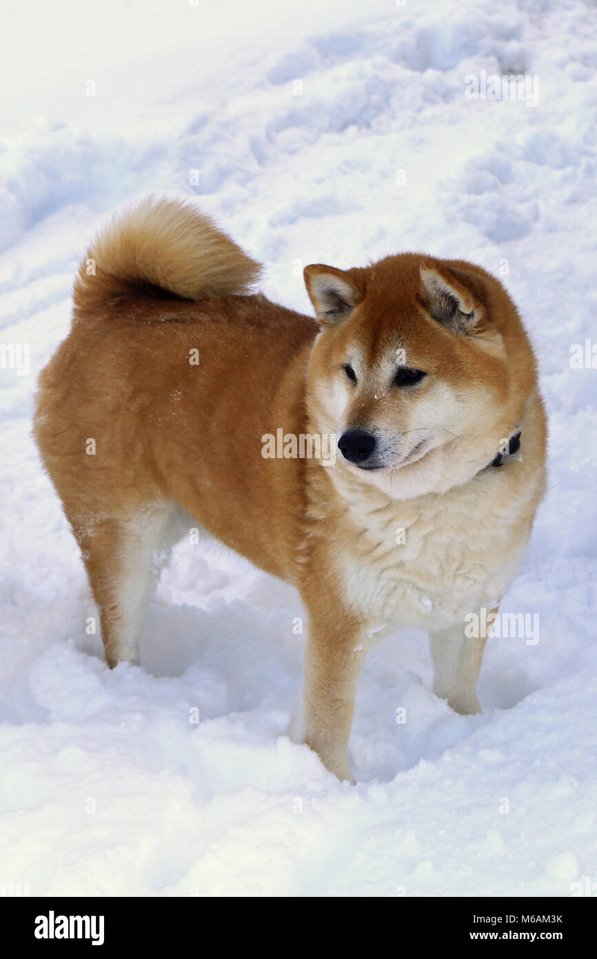 Shiba Inu Dog In Snow Hi Res Stock Photography And Images Alamy