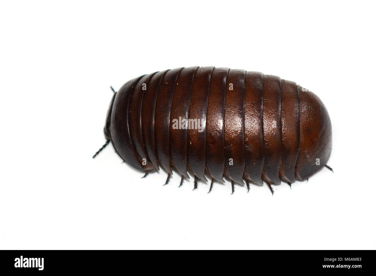 Malagasy giant pill millipede isolated on white background Stock Photo