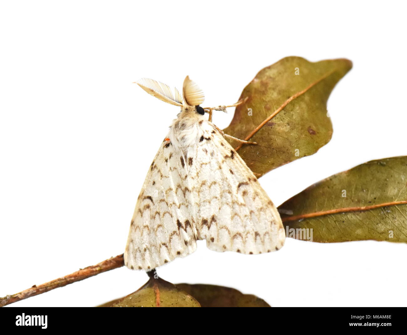 Lymantria male moth from Madagascar on white background Stock Photo
