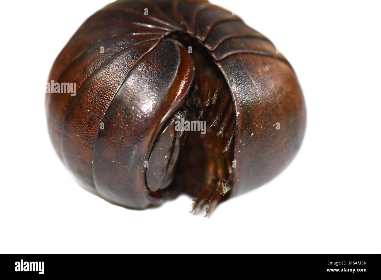 Malagasy giant pill millipede isolated on white background Stock Photo