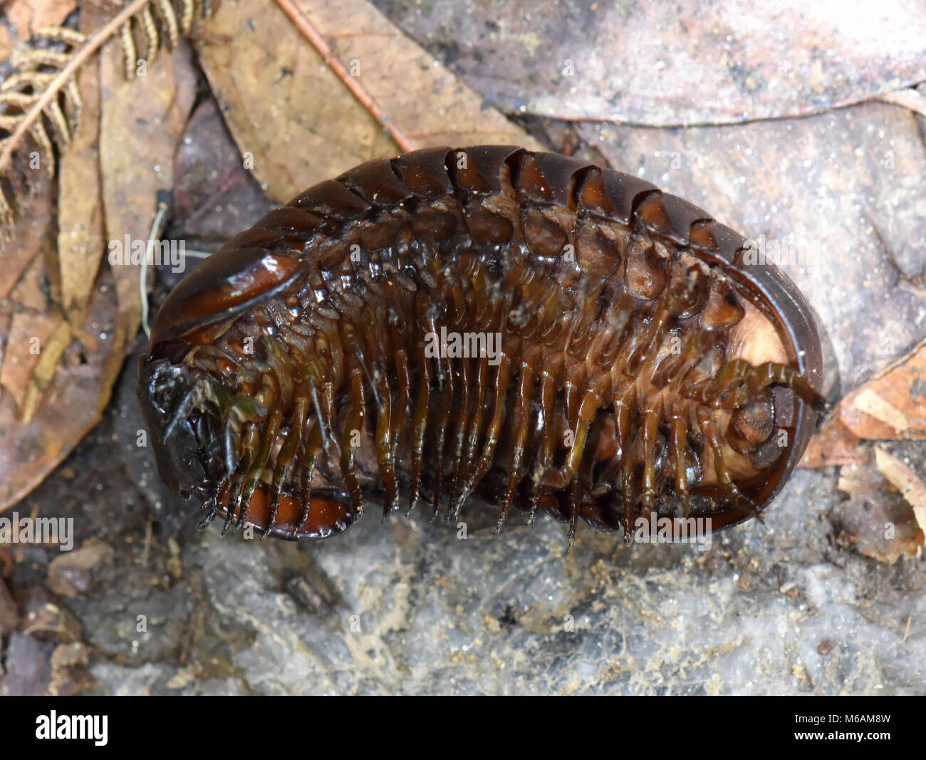 Malagasy giant pill millipede in a rainforest Stock Photo
