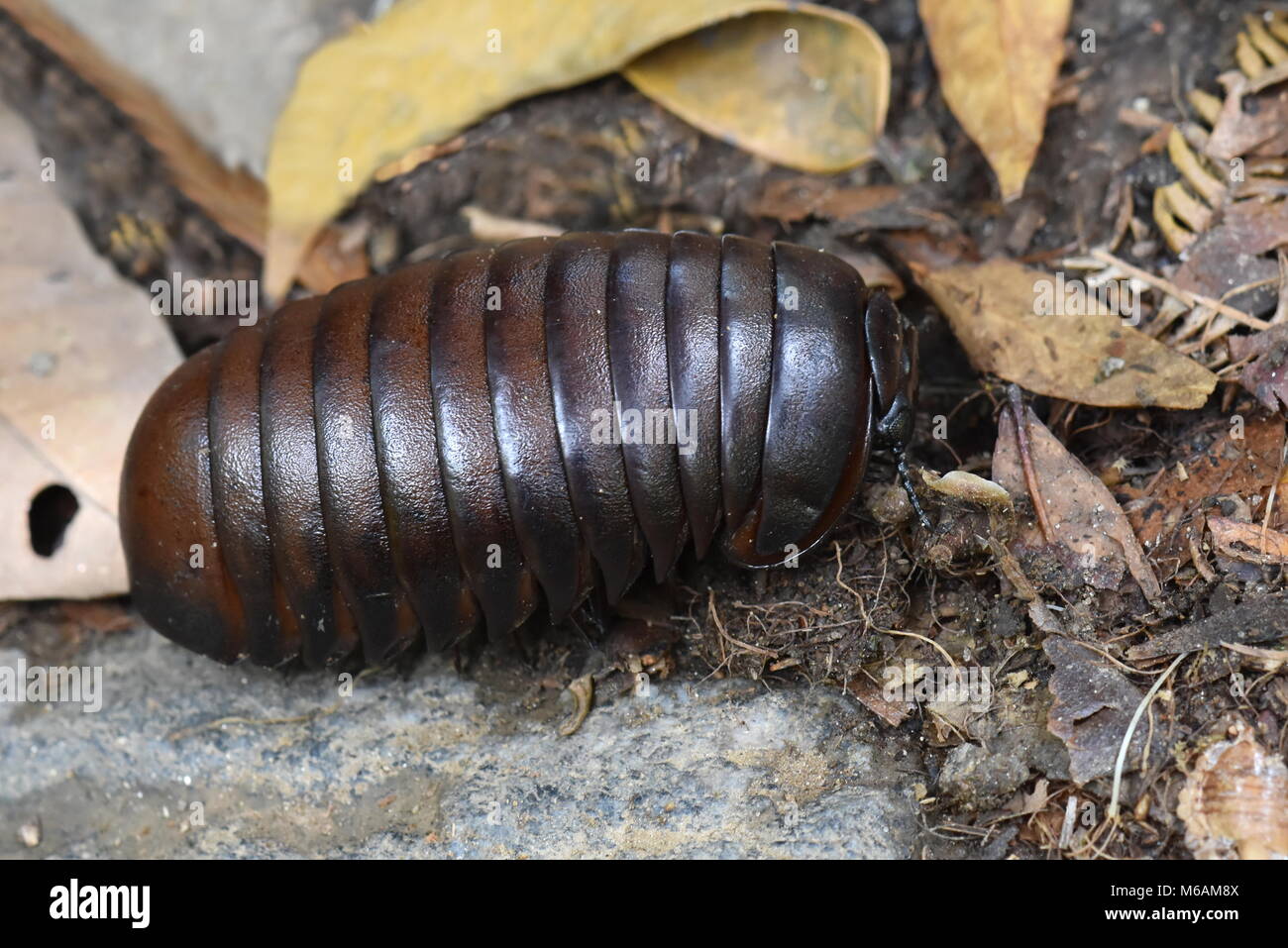 Malagasy giant pill millipede in a rainforest Stock Photo