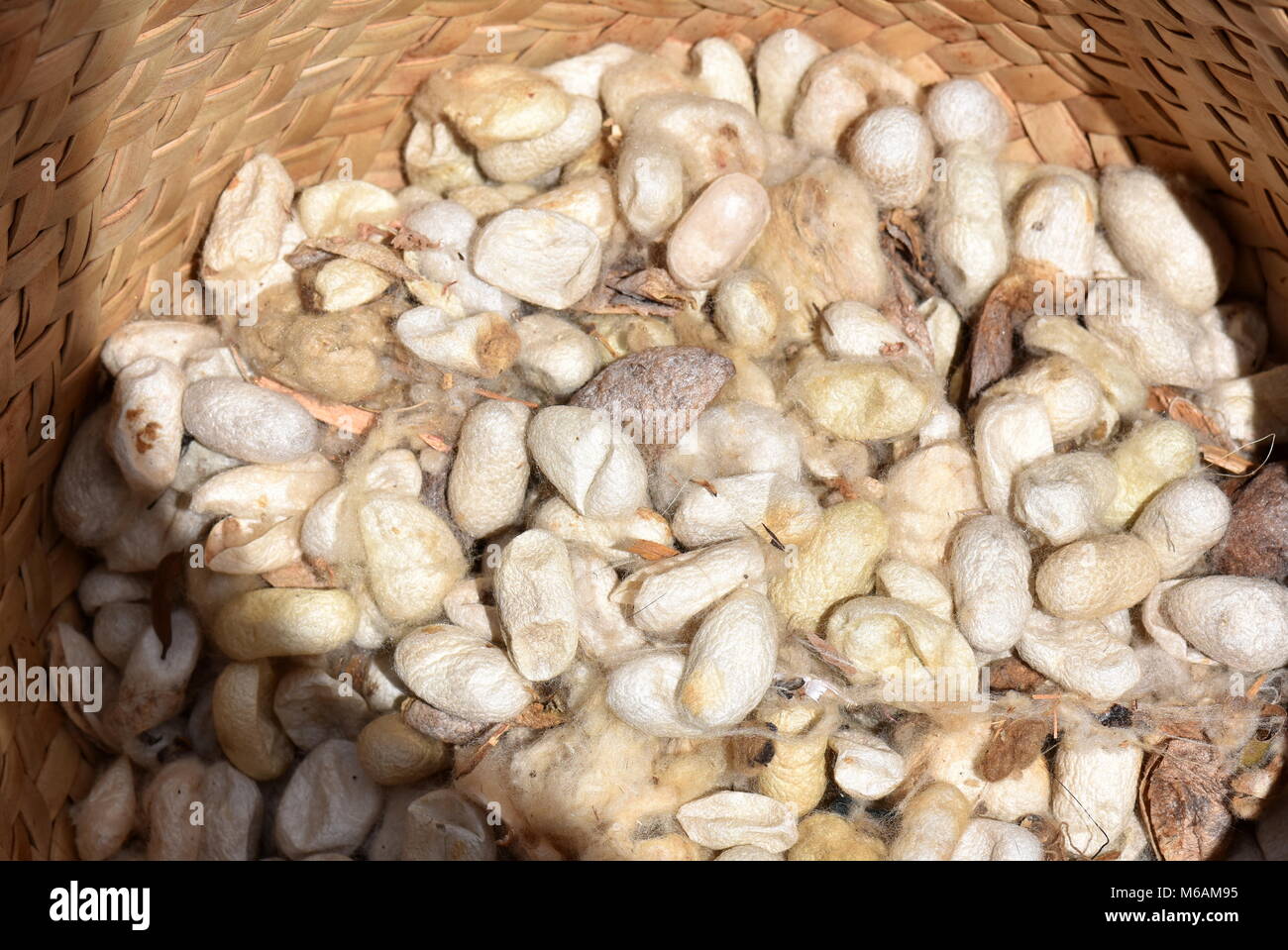 Silk cocoons from silkworm in a basket Stock Photo