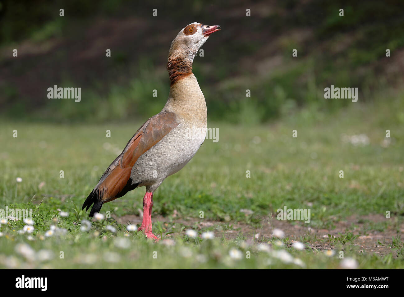 Egyptian goose (Alopochen aegyptiacus) stands in the grass with daisies, Rhineland-Palatinate, Germany Stock Photo