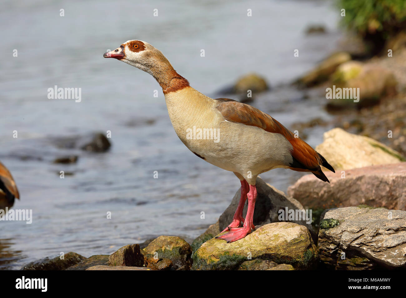 Egyptian goose (Alopochen aegyptiacus), adult bird stands on stones on the banks of the Moselle, Rhineland-Palatinate, Germany Stock Photo
