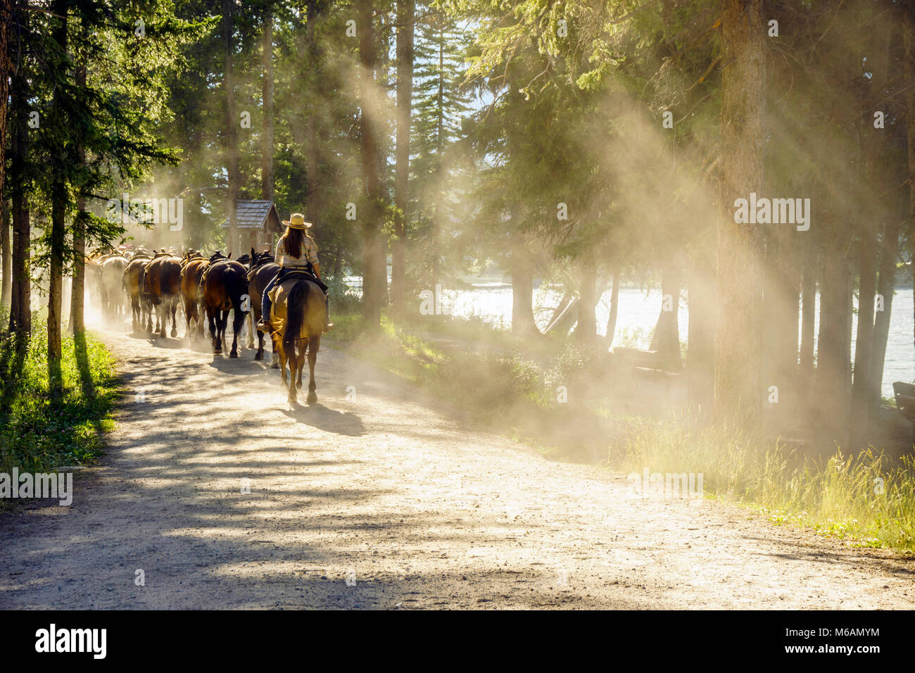 Herd of horses followed by woman on dusty forest path, Banff National Park, Alberta, Canada Stock Photo