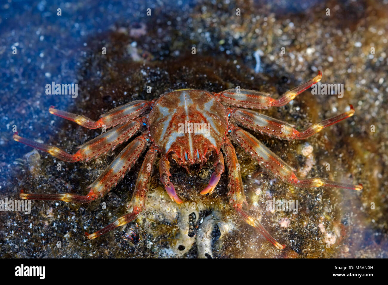 Nimble spray crab (Percnon gibbesi), La Gomera, Canary Islands, Spain Stock Photo