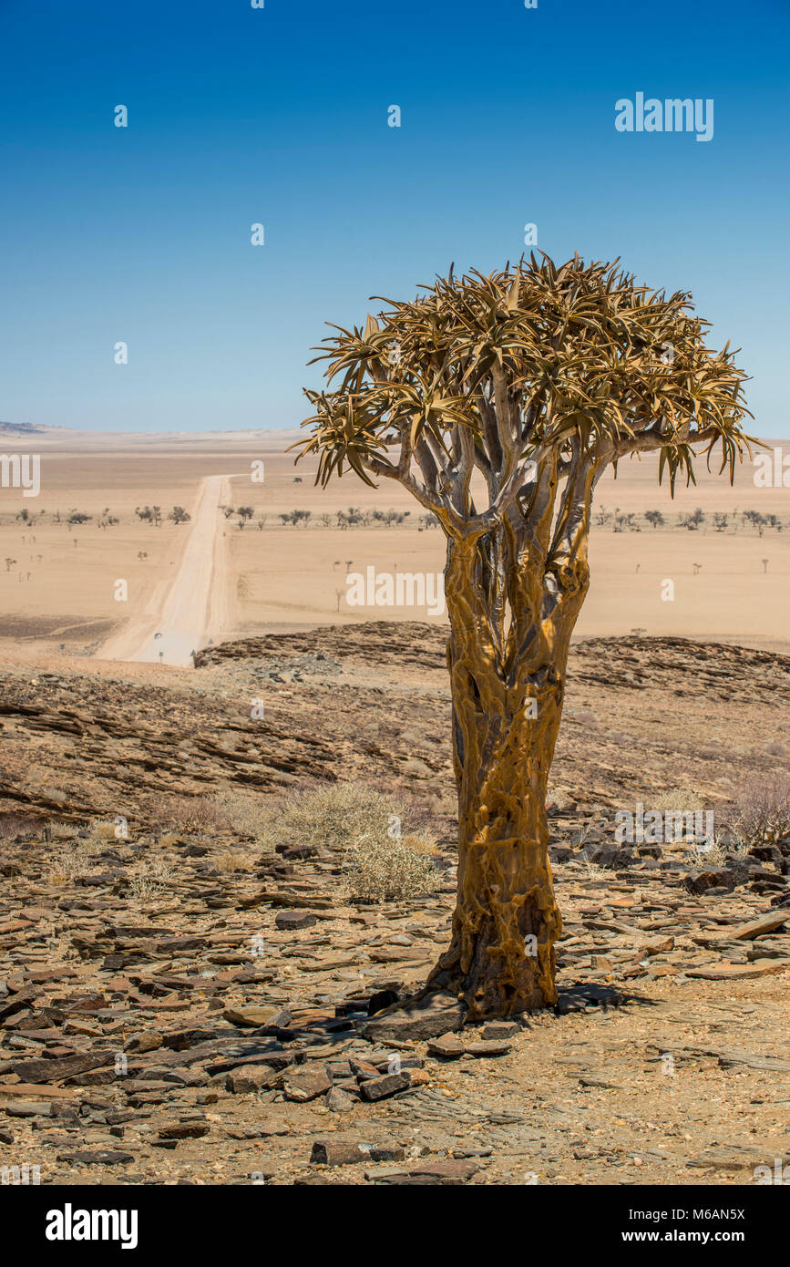 Desert-like landscape with Quiver tree (Aloe dichotoma), crossing Khomas-Hochland to the coastal desert Kries se Rus Stock Photo