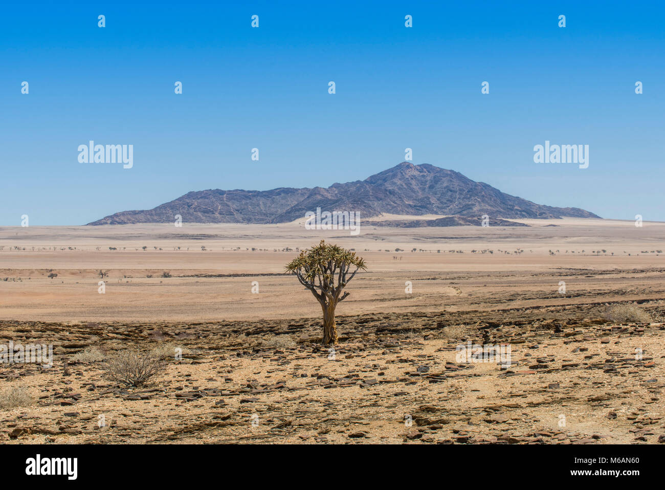 Desert-like landscape with Quiver tree (Aloe dichotoma), crossing Khomas-Hochland to the coastal desert Kries se Rus Stock Photo
