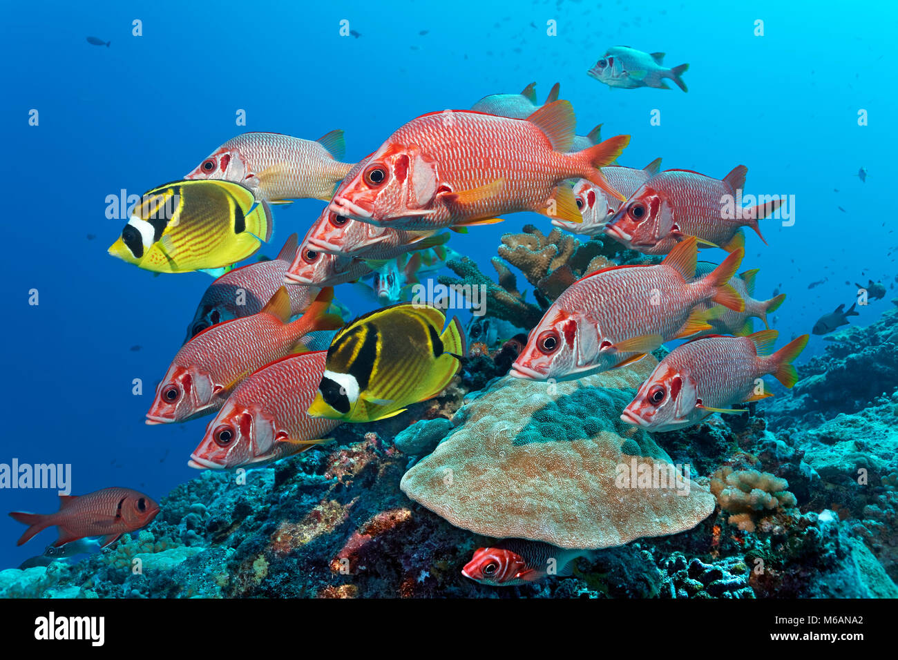 Swarm Sabre squirrelfish (Sargocentron spiniferum), together with Raccoon butterflyfishn (Chaetodon lunula), Pacific Ocean Stock Photo