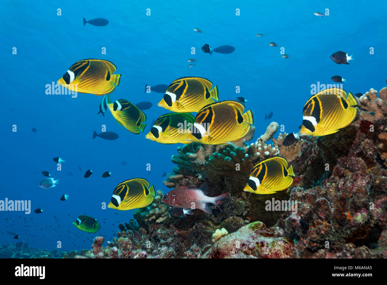 Swarm Raccoon butterflyfish (Chaetodon lunula), yellow, together with Sabre squirrelfish (Sargocentron spiniferum) Stock Photo