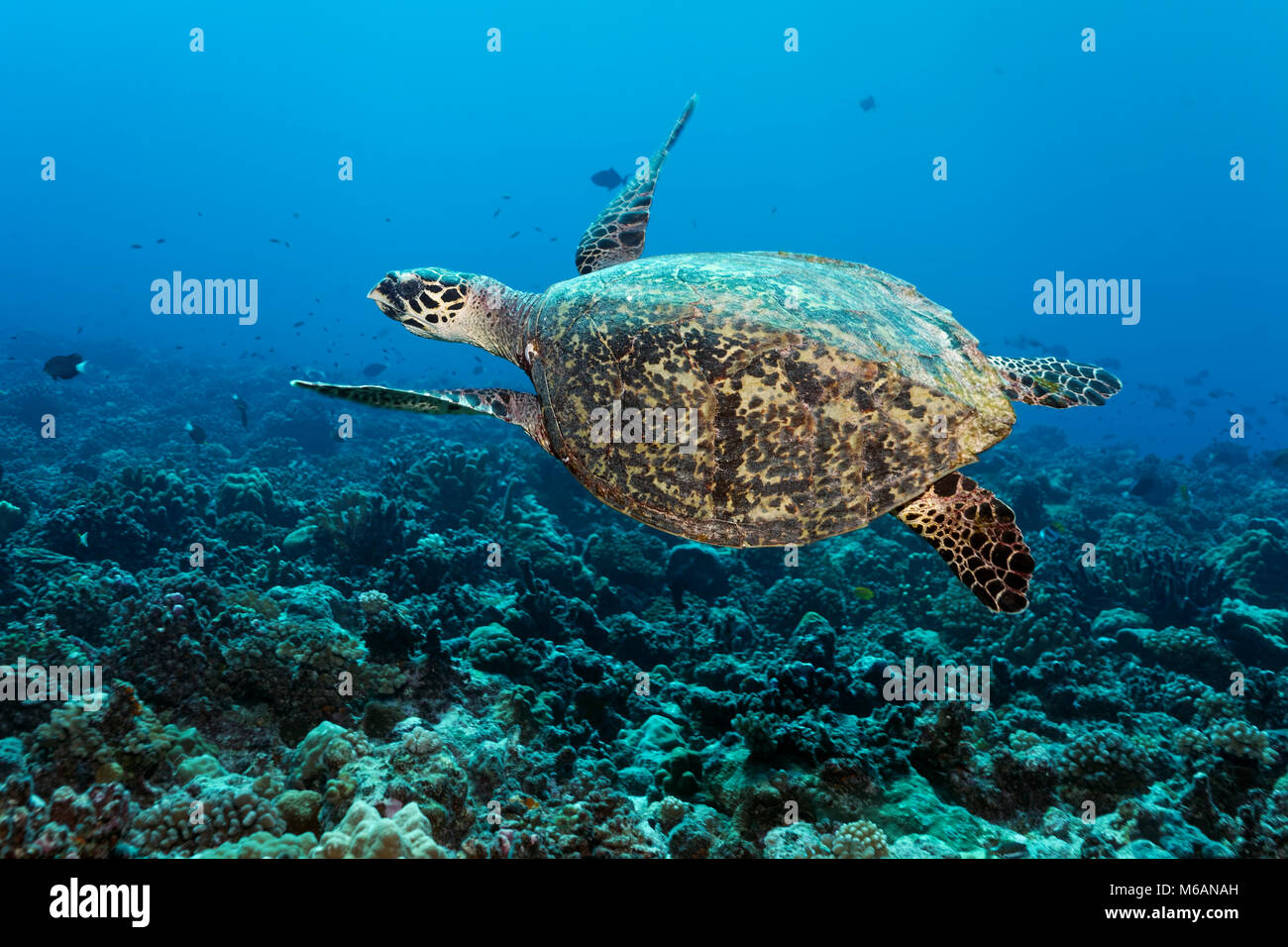 Green turtle (Chelonia mydas) floats over coral reef, Pacific Ocean, French Polynesia Stock Photo